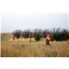 Image 6 : Cheyenne Ridge Pheasant Hunt, South Dakota
