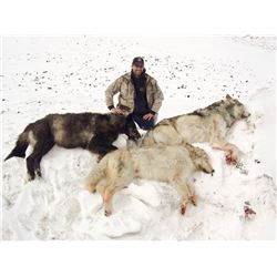 Seven Day Winter Predator Hunt in Alaska