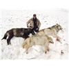 Image 1 : Seven Day Winter Predator Hunt in Alaska