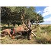 Image 1 : 4-Day Argentina Red Stag Hunt for One Hunter