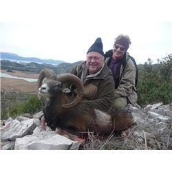 Croatia Mouflon Sheep and Balkan Chamois Hunt
