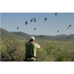 Four Day Argentina Dove Hunt for Four Shooters