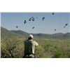 Image 1 : Four Day Argentina Dove Hunt for Four Shooters