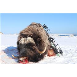 Nunivak Island Bull Muskox Special Permit