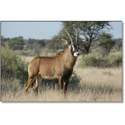 Roan Antelope Hunt with Numzaan Safaris