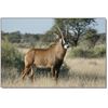 Image 1 : Roan Antelope Hunt with Numzaan Safaris