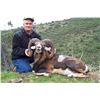 Image 2 : Four Day Red Stag or Mouflon Sheep Hunt in Spain