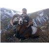 Image 3 : Four Day Red Stag or Mouflon Sheep Hunt in Spain