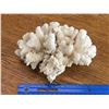 Image 1 : CORAL SPECIMEN