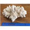 Image 2 : CORAL SPECIMEN