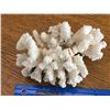 Image 3 : CORAL SPECIMEN