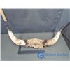 Image 1 : Mounted Bull Horns