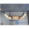 Image 2 : Mounted Bull Horns