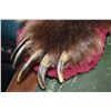 Image 2 : Grizzly bear skin rug with full head mount and attached claws, note missing one claw on front right.