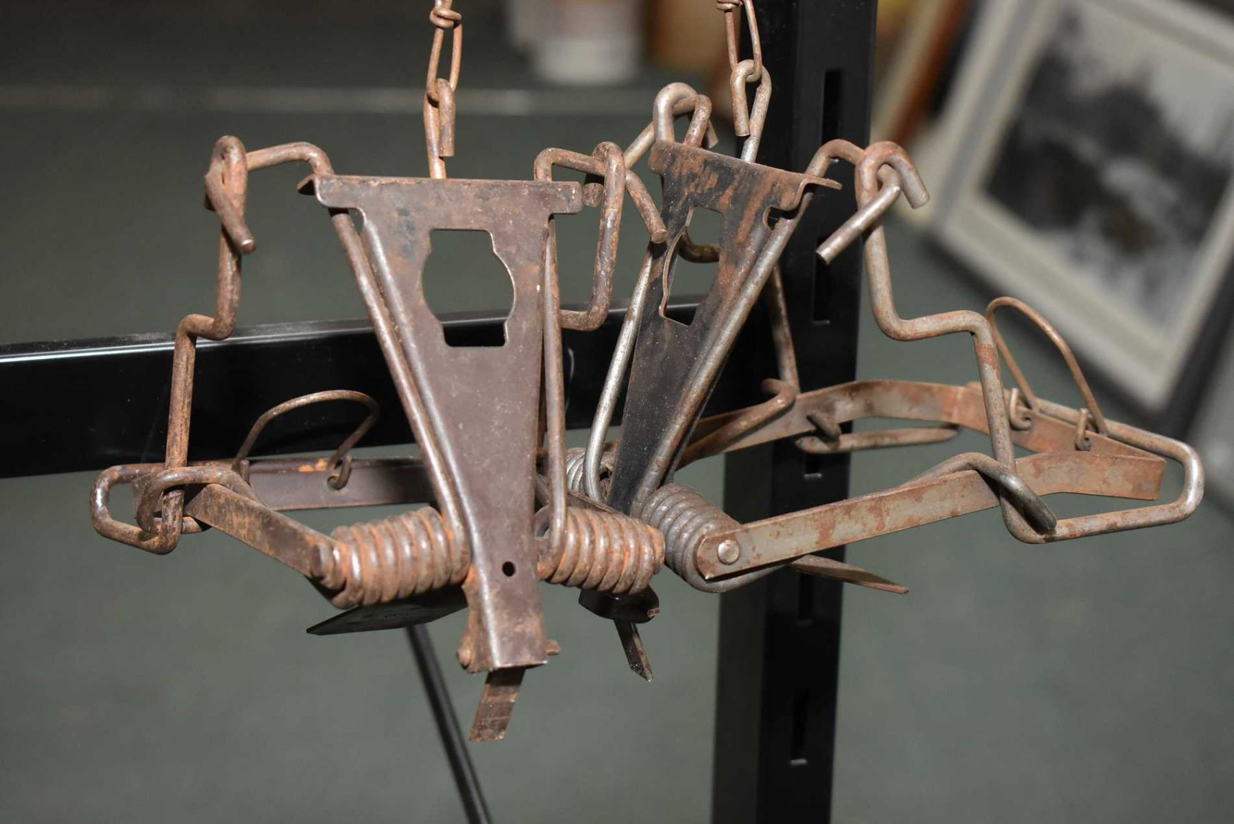 Twelve assorted metal leg hold, spring traps and box traps