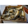 Image 2 : BOX OF HORNS