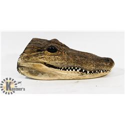 ALLIGATOR HEAD TAXIDERMY REAL