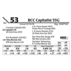 BCC Capitalist 55G