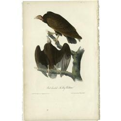 Audubon Royal Octavo Print. Red-headed Turkey Buzzard Audubon Royal Octavo Print.