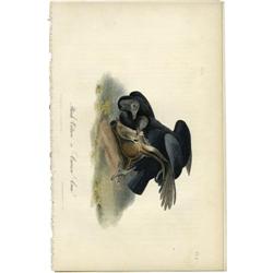 Audubon Royal Octavo Print. Black Vulture Audubon Royal Octavo Print.