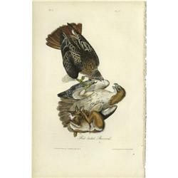 Audubon Royal Octavo Print.  Red-tailed Buzzard Audubon Royal Octavo Print. 