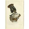 Image 1 : Audubon Royal Octavo Print.  Red-tailed Buzzard Audubon Royal Octavo Print. 