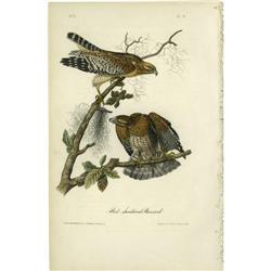Red-shouldered Buzzard Royal Octavo Print.  Red-shouldered Buzzard Audubon Royal Octavo Print. 
