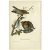Image 1 : Red-shouldered Buzzard Royal Octavo Print.  Red-shouldered Buzzard Audubon Royal Octavo Print. 