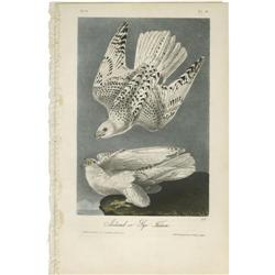 Audubon Royal Octavo Print.  Iceland Falcon Audubon Royal Octavo Print. 