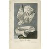 Image 1 : Audubon Royal Octavo Print.  Iceland Falcon Audubon Royal Octavo Print. 