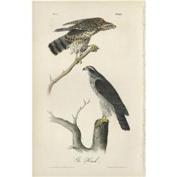 Audubon Royal Octavo Print.  Gos Hawk Audubon Royal Octavo Print. 