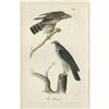 Image 1 : Audubon Royal Octavo Print.  Gos Hawk Audubon Royal Octavo Print. 
