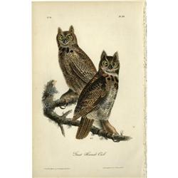 Audubon Royal Octavo Print.  Great Horned-Owl Audubon Royal Octavo Print. 