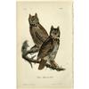 Image 1 : Audubon Royal Octavo Print.  Great Horned-Owl Audubon Royal Octavo Print. 
