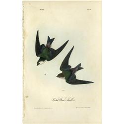 Audubon Royal Octavo Print.  Violet-Green Swallow Audubon Royal Octavo Print. 