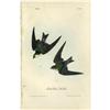 Image 1 : Audubon Royal Octavo Print.  Violet-Green Swallow Audubon Royal Octavo Print. 