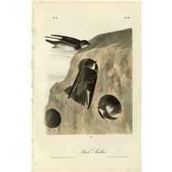 Audubon Royal Octavo Print.  Bank Swallow Audubon Royal Octavo Print. 