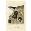 Image 1 : Audubon Royal Octavo Print.  Bank Swallow Audubon Royal Octavo Print. 