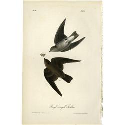 Audubon Royal Octavo Print.  Rough-winged Swallow Audubon Royal Octavo Print. 