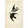 Image 1 : Audubon Royal Octavo Print.  Rough-winged Swallow Audubon Royal Octavo Print. 