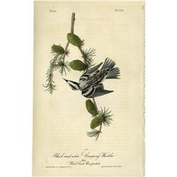 Audubon Royal Octavo Print.  Black and White Creeping Warbler Audubon Royal Octavo Print. 