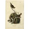 Image 1 : Audubon Royal Octavo Print.  Marsh Wren Royal Audubon Octavo Print. 