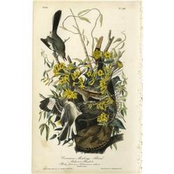 Audubon Royal Octavo Print.  Common Mockingbird Audubon Royal Octavo Print. 