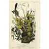 Image 1 : Audubon Royal Octavo Print.  Common Mockingbird Audubon Royal Octavo Print. 