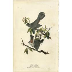 Audubon Royal Octavo Print.  Cat Bird Royal Audubon Octavo Print. 