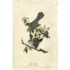 Image 1 : Audubon Royal Octavo Print.  Cat Bird Royal Audubon Octavo Print. 