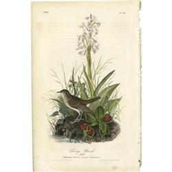 Audubon Royal Octavo Print.  Tawny Thrush Audubon Royal Octavo Print. 