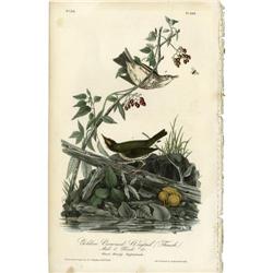 Audubon Royal Octavo Print.  Golden Crowned Wagtail Audubon Royal Octavo Print. 