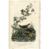 Image 1 : Audubon Royal Octavo Print.  Golden Crowned Wagtail Audubon Royal Octavo Print. 