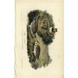 Audubon Royal Octavo Print.  Shore Lark Audubon Royal Octavo Print. 